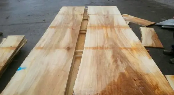 Tavole di legno di pioppo grezzo, pronte per essere trasformate in mobili unici.