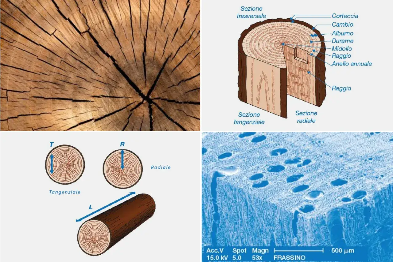 Dettagli anatomici del legno: sezioni trasversali, tangenziali e radiali, con evidenza delle fibre del legno e degli anelli annuali.